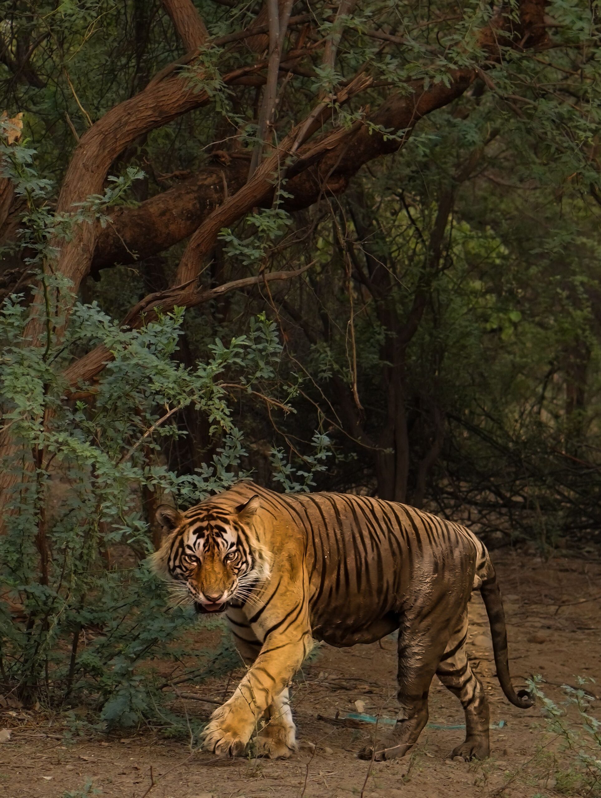 Sariska Tiger Reserve