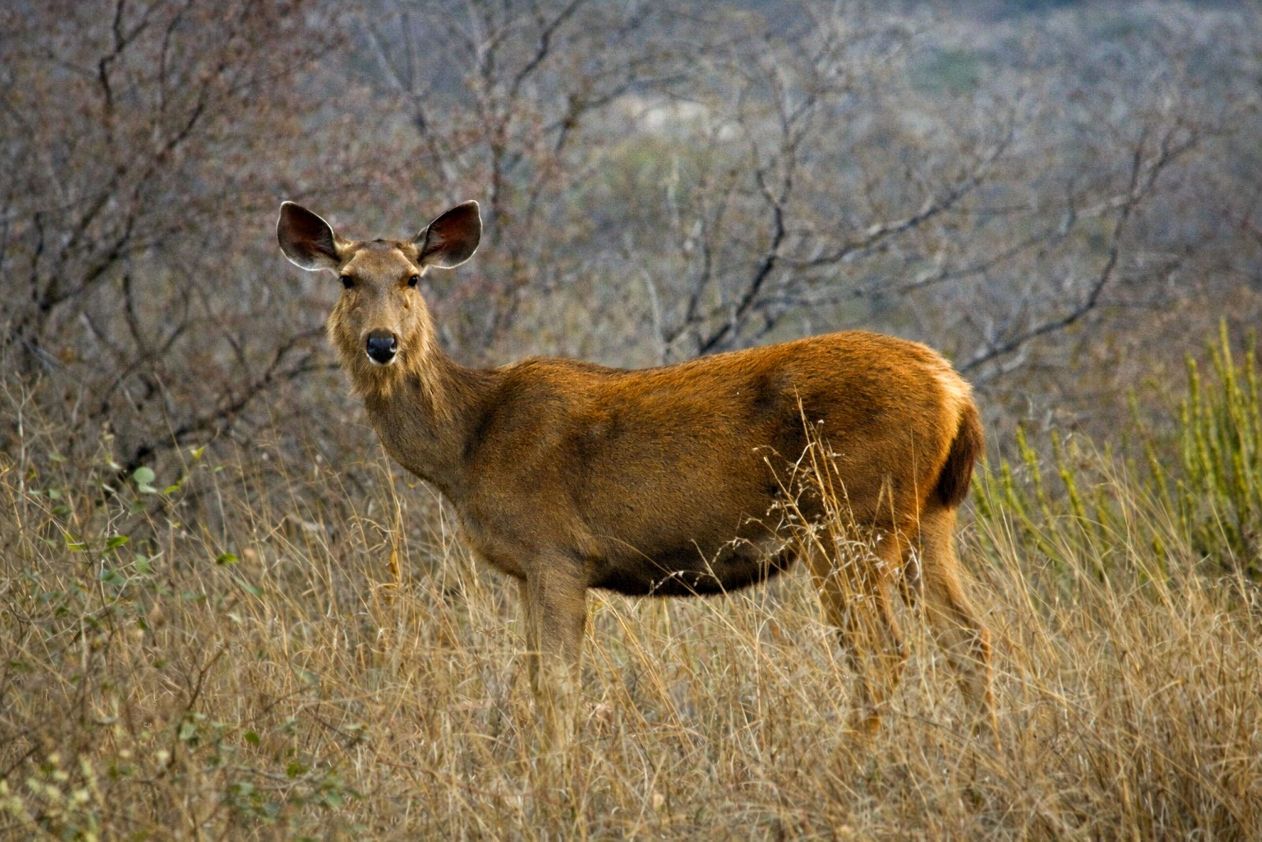 Sariska